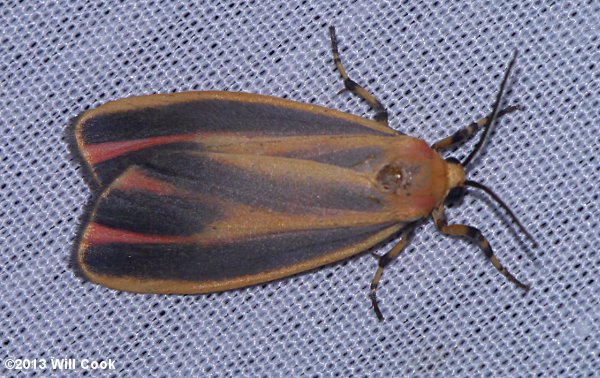 Hypoprepia fucosa - Painted Lichen Moth