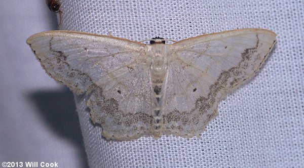 Scopula limboundata - Large Lace-border