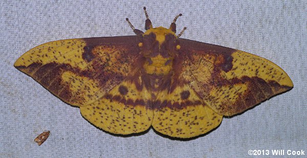 Imperial Moth (Eacles imperialis)