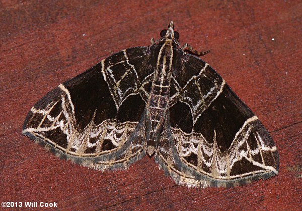 Ecliptopera atricolorata - Dark-banded Geometer