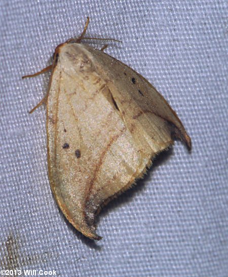 Drepana arcuata - Arched Hooktip Moth