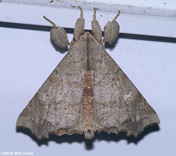 Olceclostera angelica - The Angel