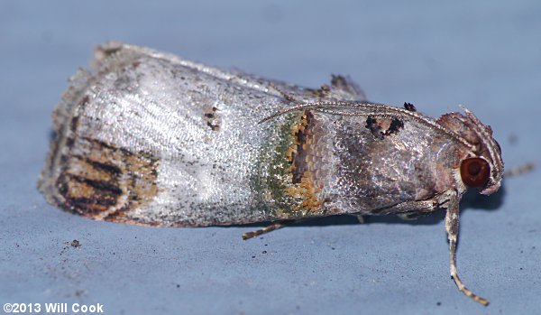 Oneida lunulalis - Orange-tufted Oneida Moth