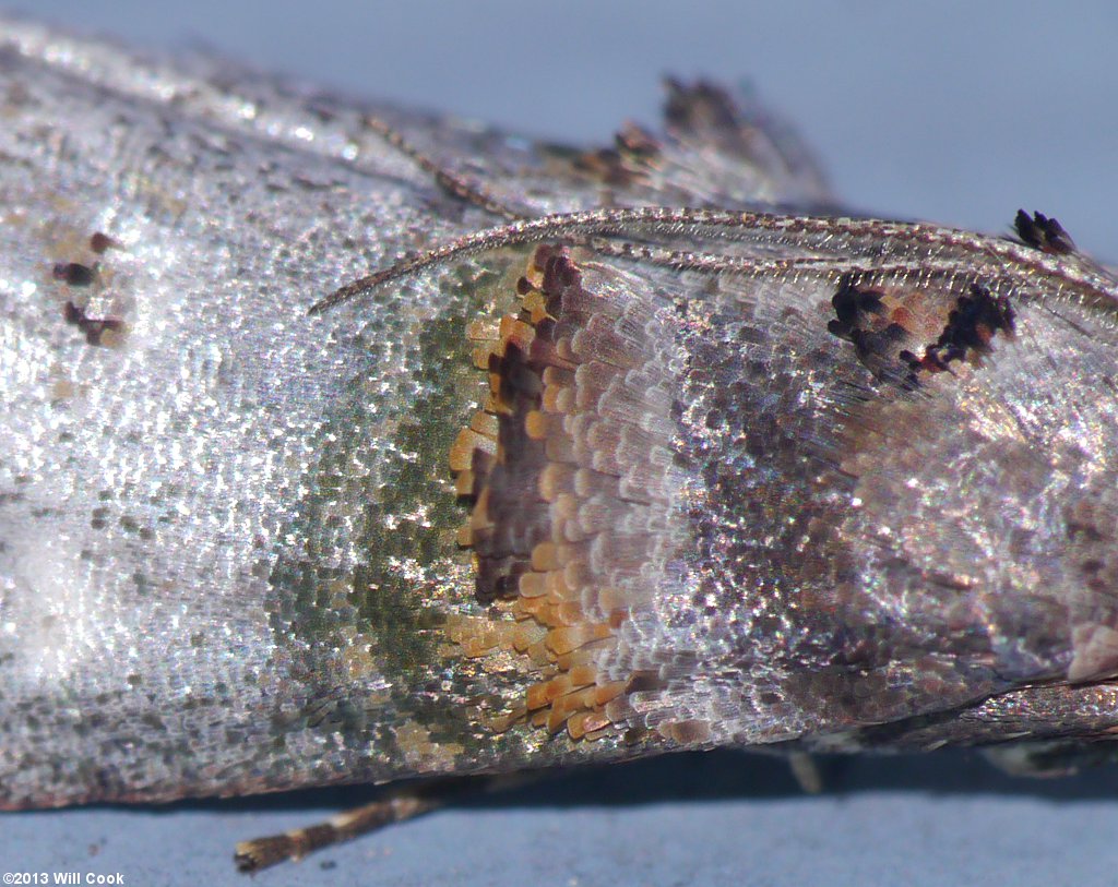 Oneida lunulalis - Orange-tufted Oneida Moth