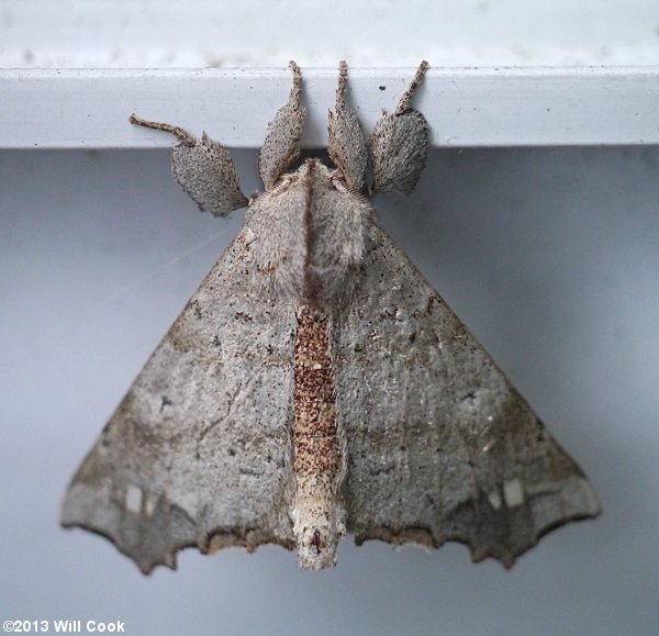 Olceclostera angelica - The Angel