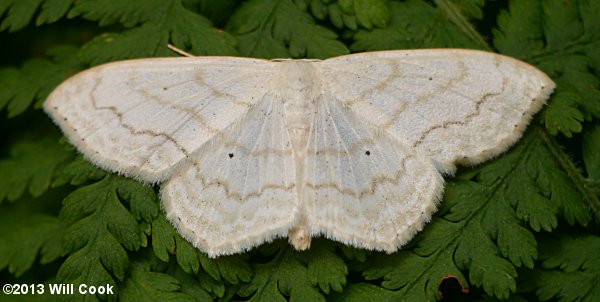 Scopula limboundata - Large Lace-border