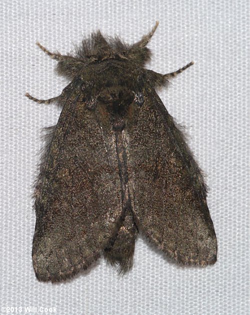 Heterocampa guttivitta - Saddled Prominent