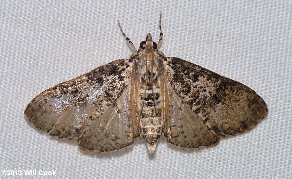 Palpita magniferalis - Splendid Palpita