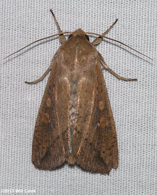 Mythimna unipuncta - Armyworm Moth