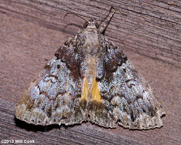 Allotria elonympha - False Underwing