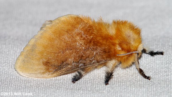 Megalopyge opercularis - Southern Flannel Moth