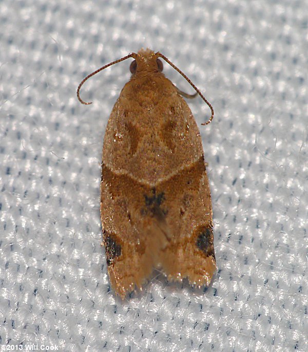 Clepsis peritana - Garden Tortrix