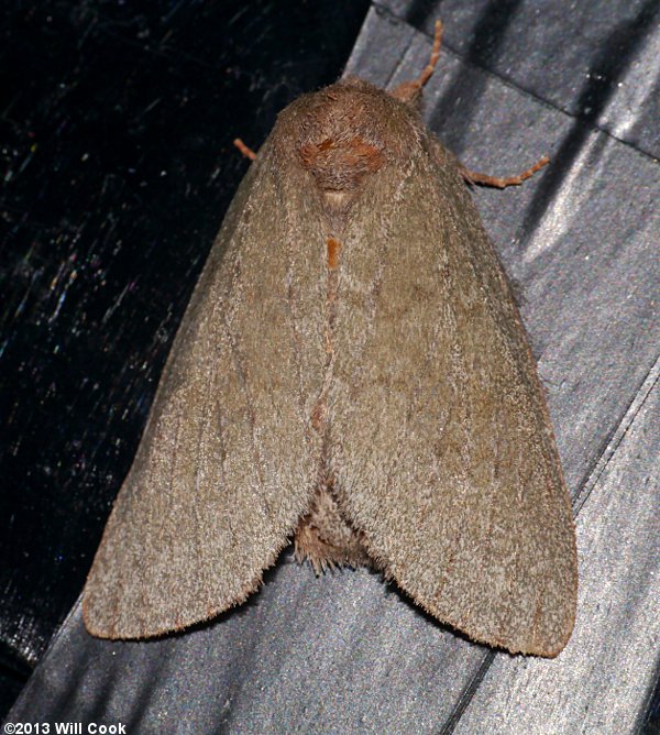 Misogada unicolor - Drab Prominent