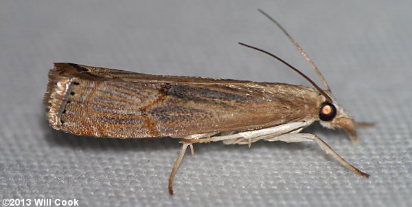 Parapediasia teterrella - Bluegrass Webworm Moth