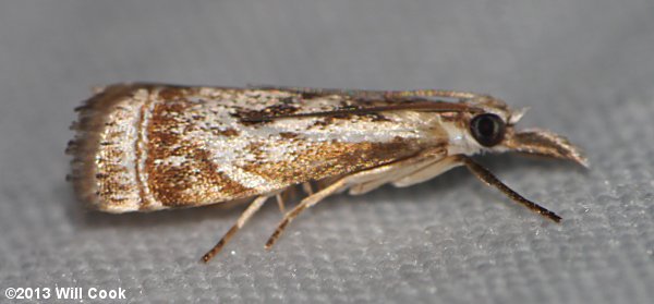 Microcrambus elegans - Elegant Grass-veneer