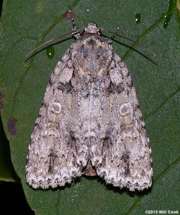 Acronicta ovata - Ovate Dagger