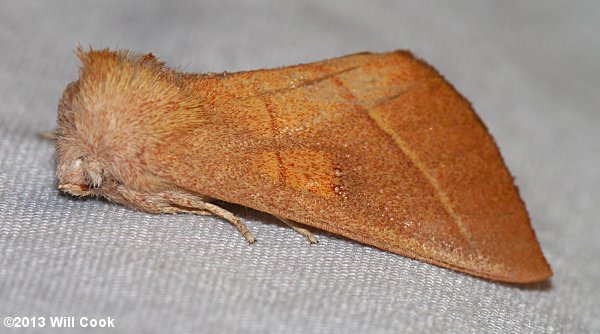 Nadata gibbosa - White-dotted Prominent