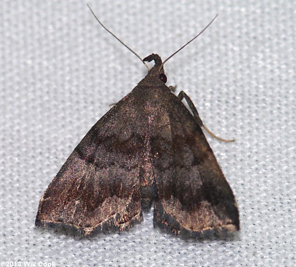 Phalaenostola larentioides - Black-banded Owlet