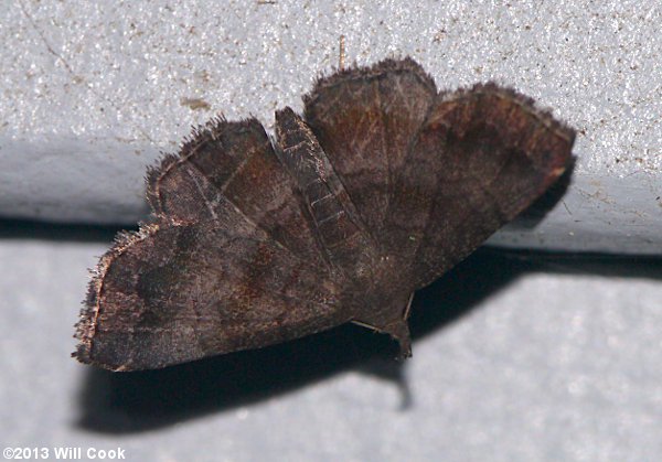 Phalaenostola larentioides - Black-banded Owlet