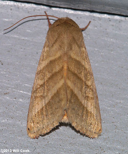 Heliothis virescens - Tobacco Budworm