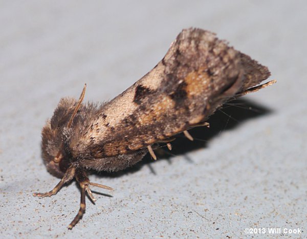 Acrolophus popeanella - Clemens' Grass Tubeworm Moth