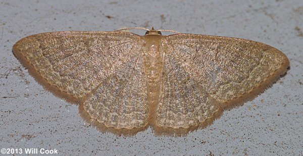 Pleuroprucha insulsaria - Common Tan Wave