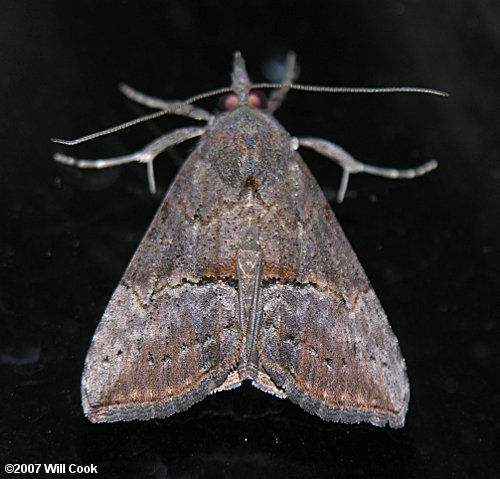 Hypena scabra - Green Cloverworm Moth