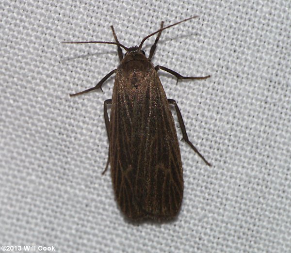 Crambidia uniformis - Uniform Lichen Moth