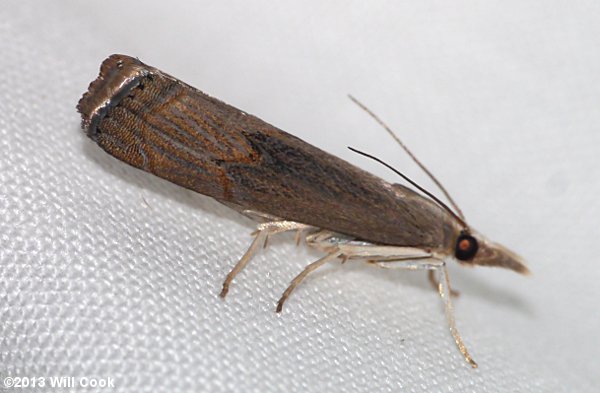 Parapediasia teterrella - Bluegrass Webworm