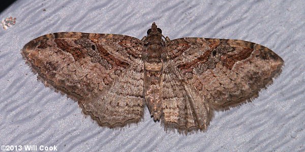 Costaconvexa centrostrigaria - Bent-line Carpet