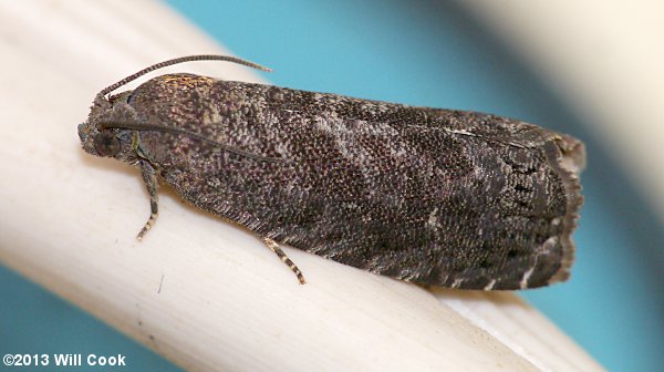 Grapholita molesta - Oriental Fruit Moth