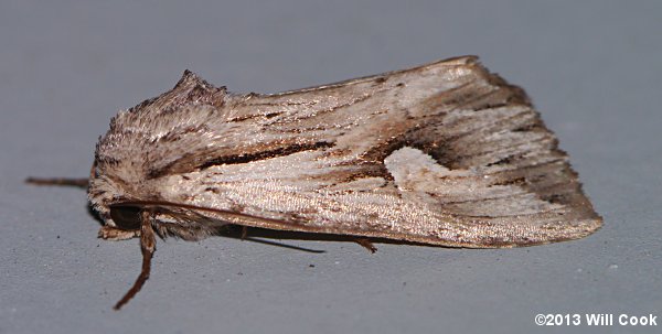 Nedra ramosula - Gray Half-Spot