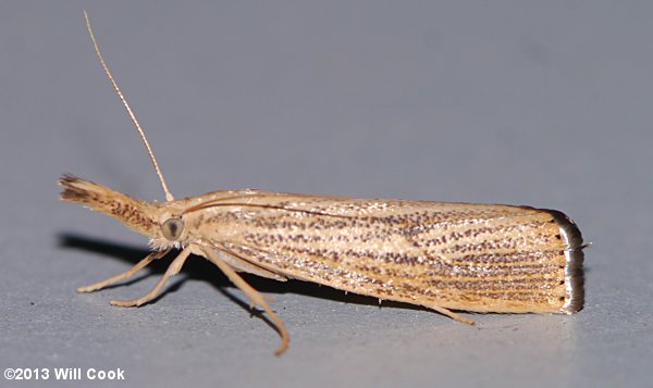 Agriphila vulgivagella - Vagabond Crambus