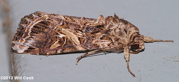 Spodoptera ornithogalli - Yellow-striped Armyworm