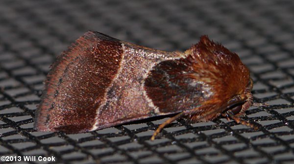 Schinia arcigera - Arcigera Flower Moth