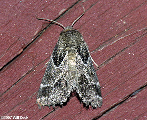 Schinia rivulosa - Ragweed Flower Moth