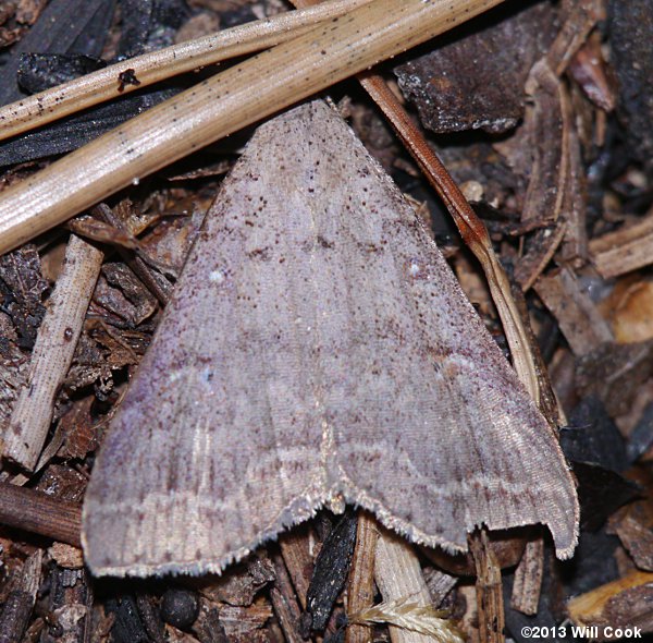 Bleptina caradrinalis - Bent-winged Owlet