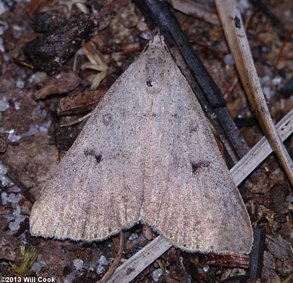 Bleptina caradrinalis - Bent-winged Owlet