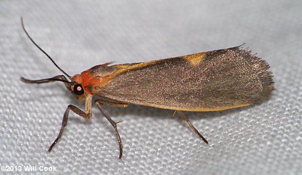 Cisthene plumbea - Lead-colored Lichen Moth