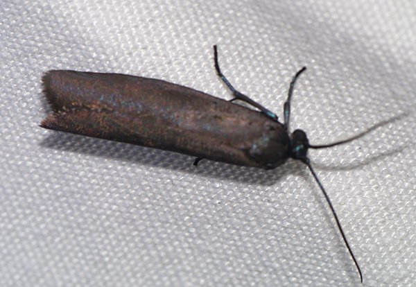 Urodus parvula - Bumelia Webworm Moth