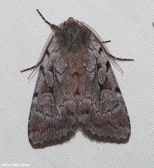 Xestia elimata - Southern Variable Dart