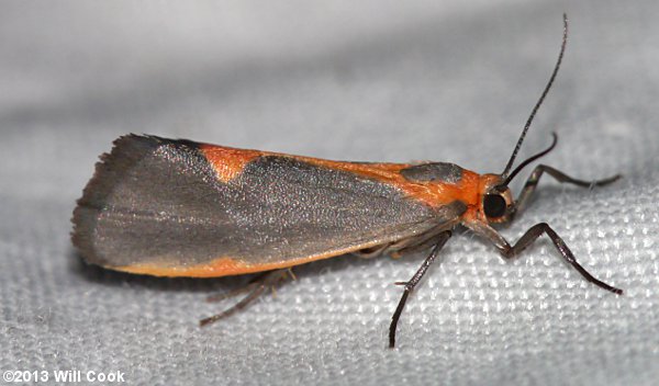 Cisthene plumbea - Lead-colored Lichen Moth