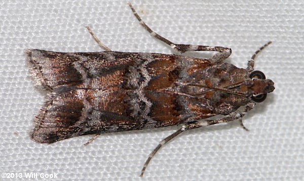 Dioryctria amatella - Southern Pine Coneworm