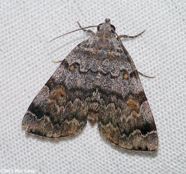 Idia americalis - American Idia