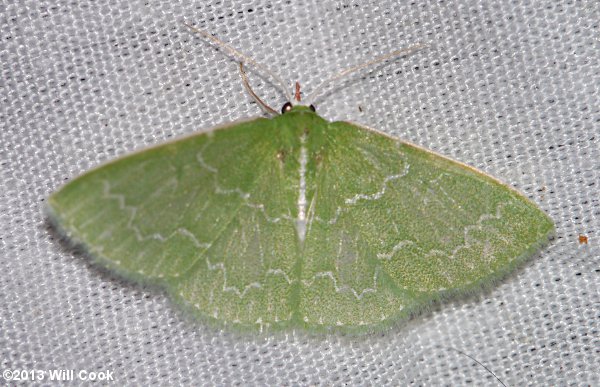 Synchlora frondaria - Southern Emerald