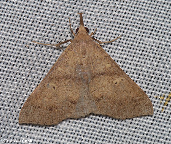 Renia adspergillus - Speckled Renia Moth