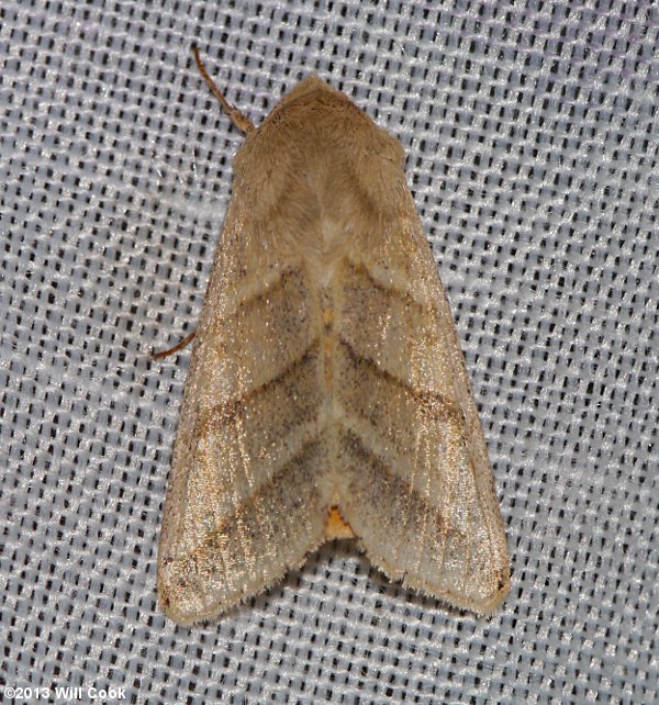 Heliothis virescens - Tobacco Budworm