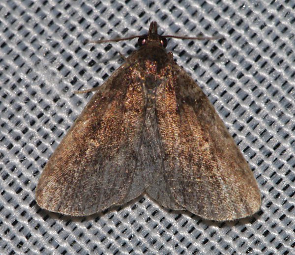 Idia rotundalis - Rotund Idia Moth