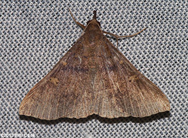 Renia adspergillus - Speckled Renia Moth