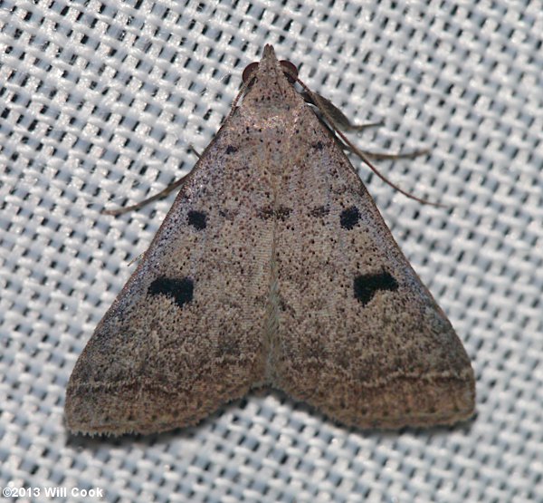 Bleptina caradrinalis - Bent-winged Owlet